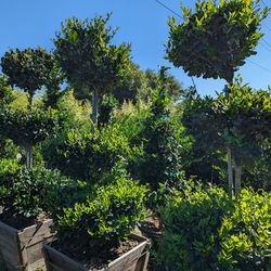 Waxleaf Privet Topiary 