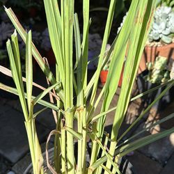 Lemongrass in 2 gallons pot