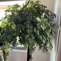 Grape Ivy Plant - AVAILABLE in Goodyear