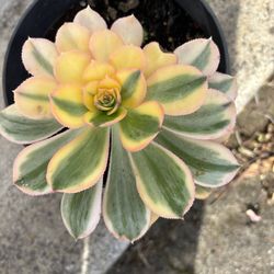 Beautiful Plant 🪴