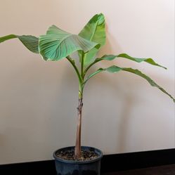 Banana Plant / Banana Tree