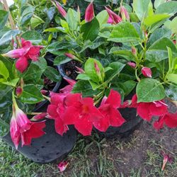 Mandevilias