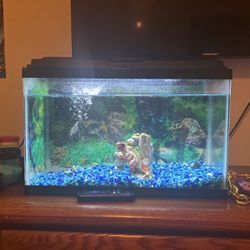 Freshwater Fish Tank 