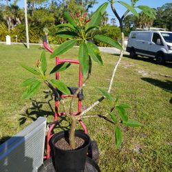 5FT PLUMERIA TREE (not cutting) 