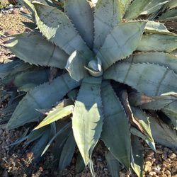 Free Succulent Cuttings 