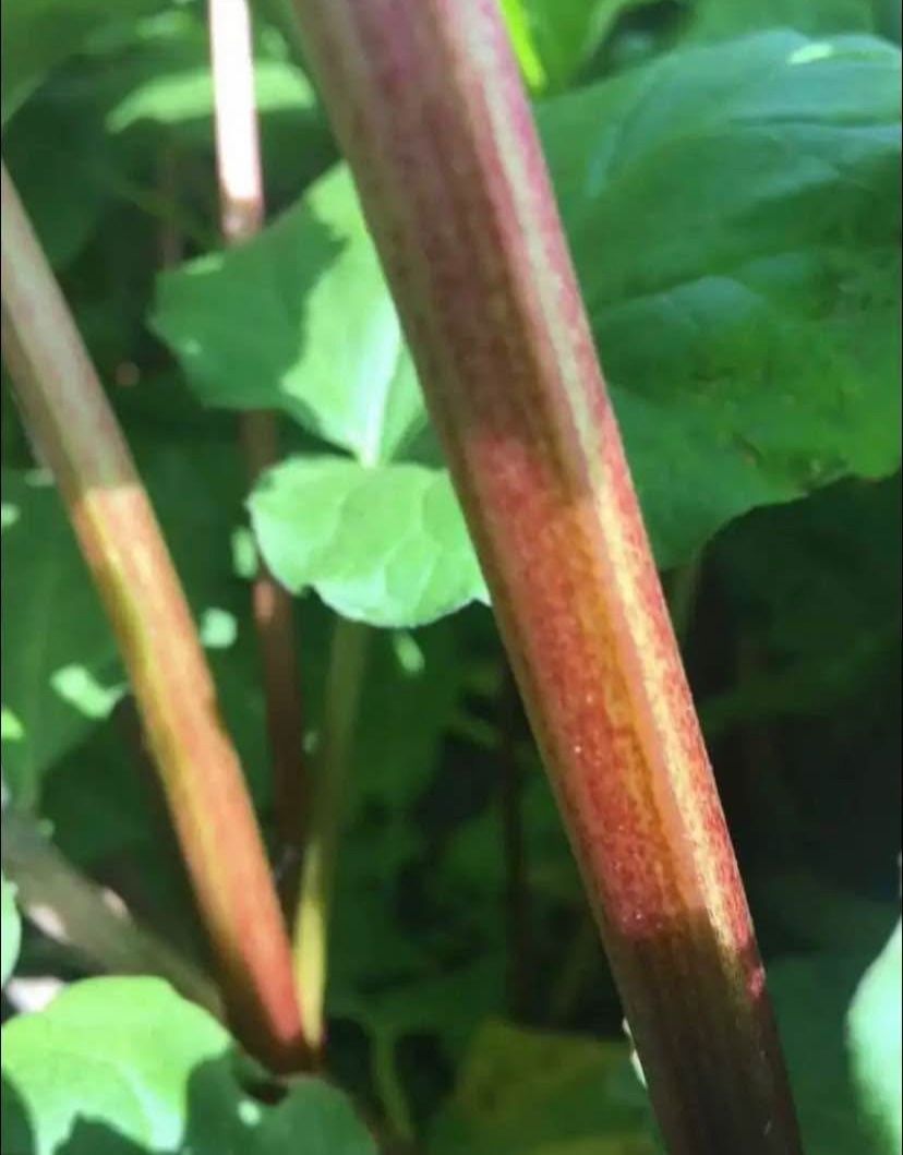 Rhubarb Stalks