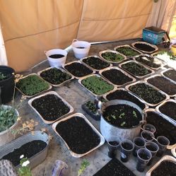 Organic Vegetables And Plants For Sale 