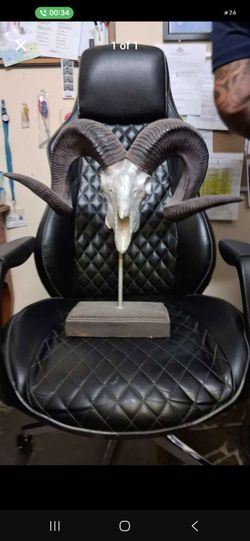 Real Ram Skull with Horns on Stand