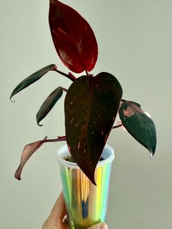 Philodendron Pink Princess