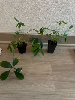 Umbrella Trees