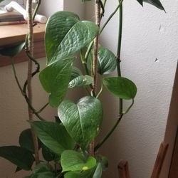 Golden Pothos