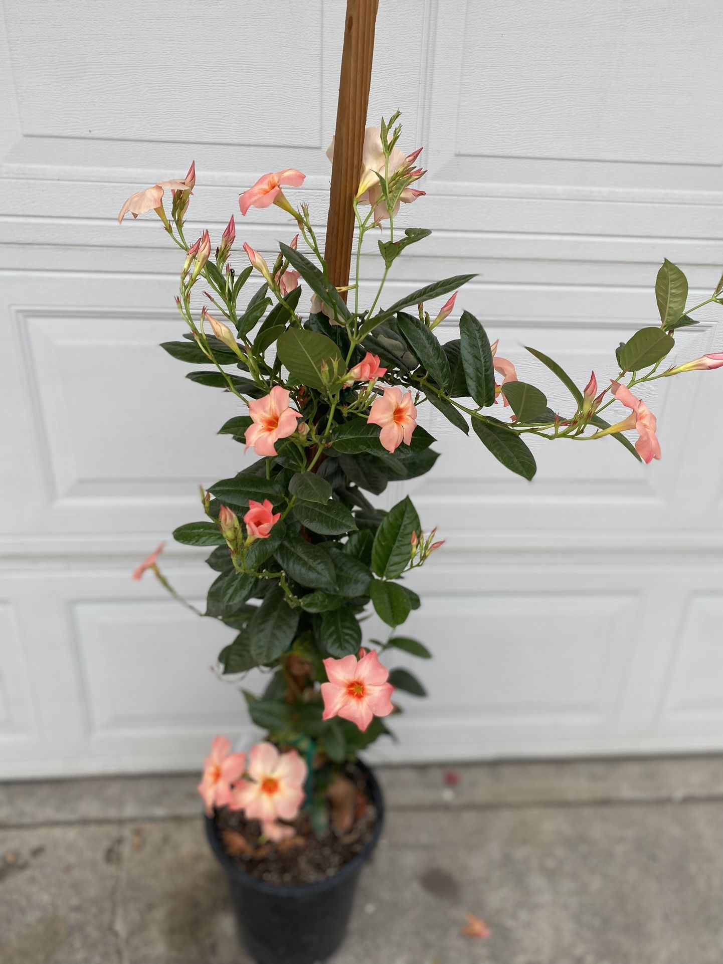 Mandevilla Ivy Outdoor Plant, In 5 Gallóns Pot Pick Up Only