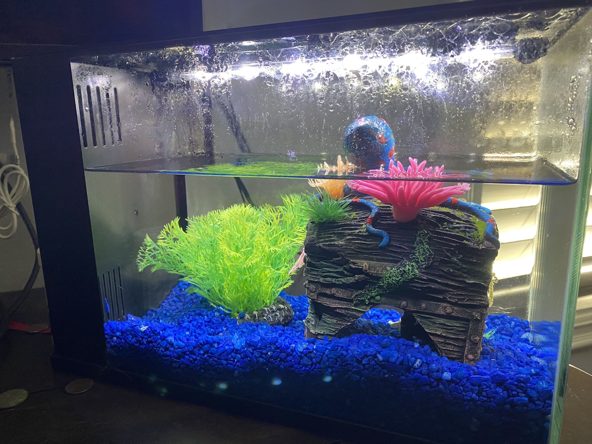 Fish Tank ( Aquarium) 