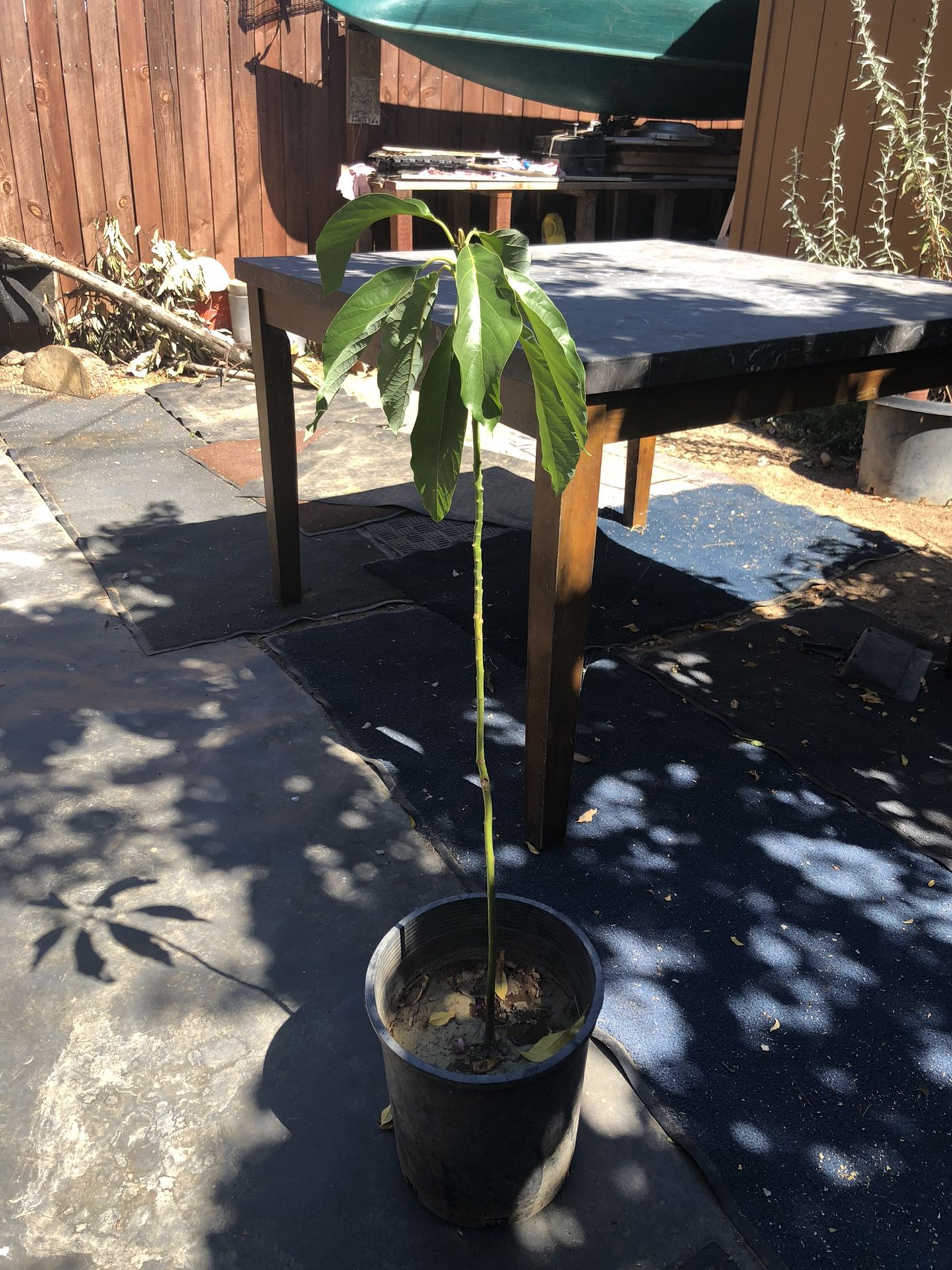 Organic Haas Avocado 🥑 Tree