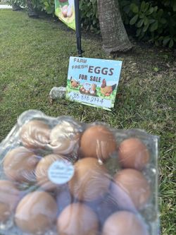 Fresh Eggs For Sale - Homestead 