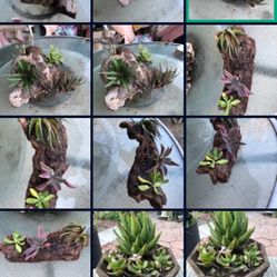 Driftwood /haworthia/airplant/succulent Decor 
