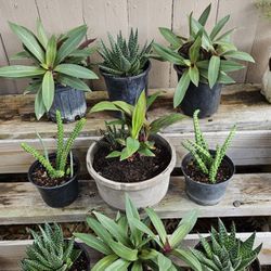 Assorted Succulents  And Plants In A One Gallon  Container 