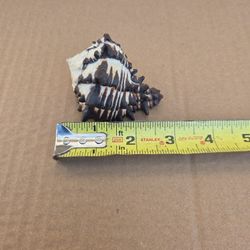 Large Hermit Crab Shell