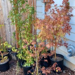 Lace Leaf MAPLES, 3-5 FEET TALL (20 Available)
