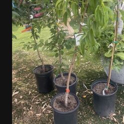 Fruit Tree