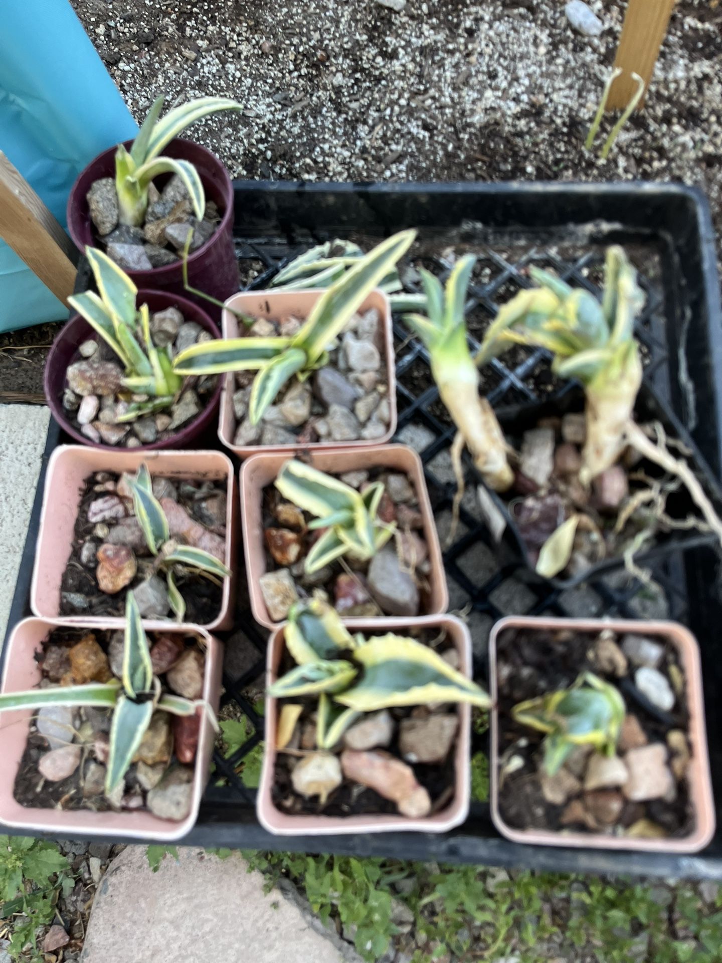American Century Agave Offspring Plant