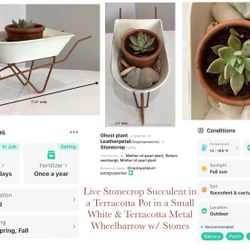 Live Stonecrop Succulent in Terracotta Pot in Small White & Terracotta Metal Wheelbarrow w Stones
