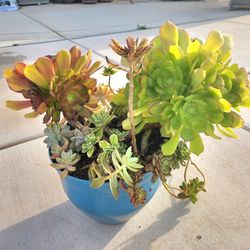 Large beautiful potted succulents arrangement!