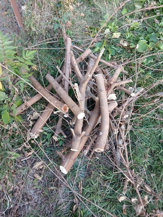 Fire Wood 