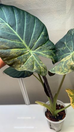Chunky alocasia regal shield aurea CORMS