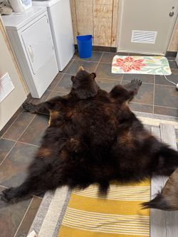 Black Bear Taxidermy Rug