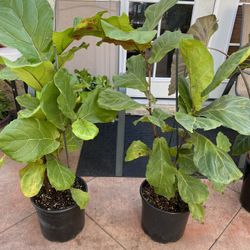 Fiddle Leaf $38 Each 