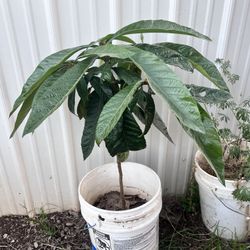 Loquat Trees 
