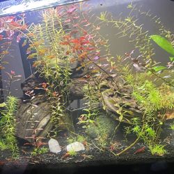 Fake Plastic Cherry Shrimp