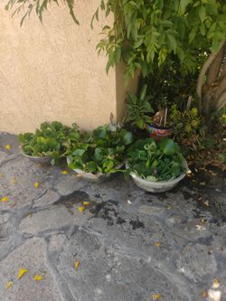 Water plants 10.per container