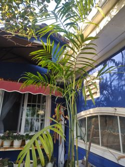 7 feet tall bamboo plants