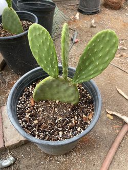 Nopal comestible