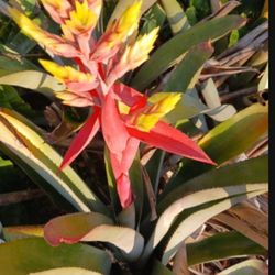 Gorgeous Gray Leave Flowering Bromeliad