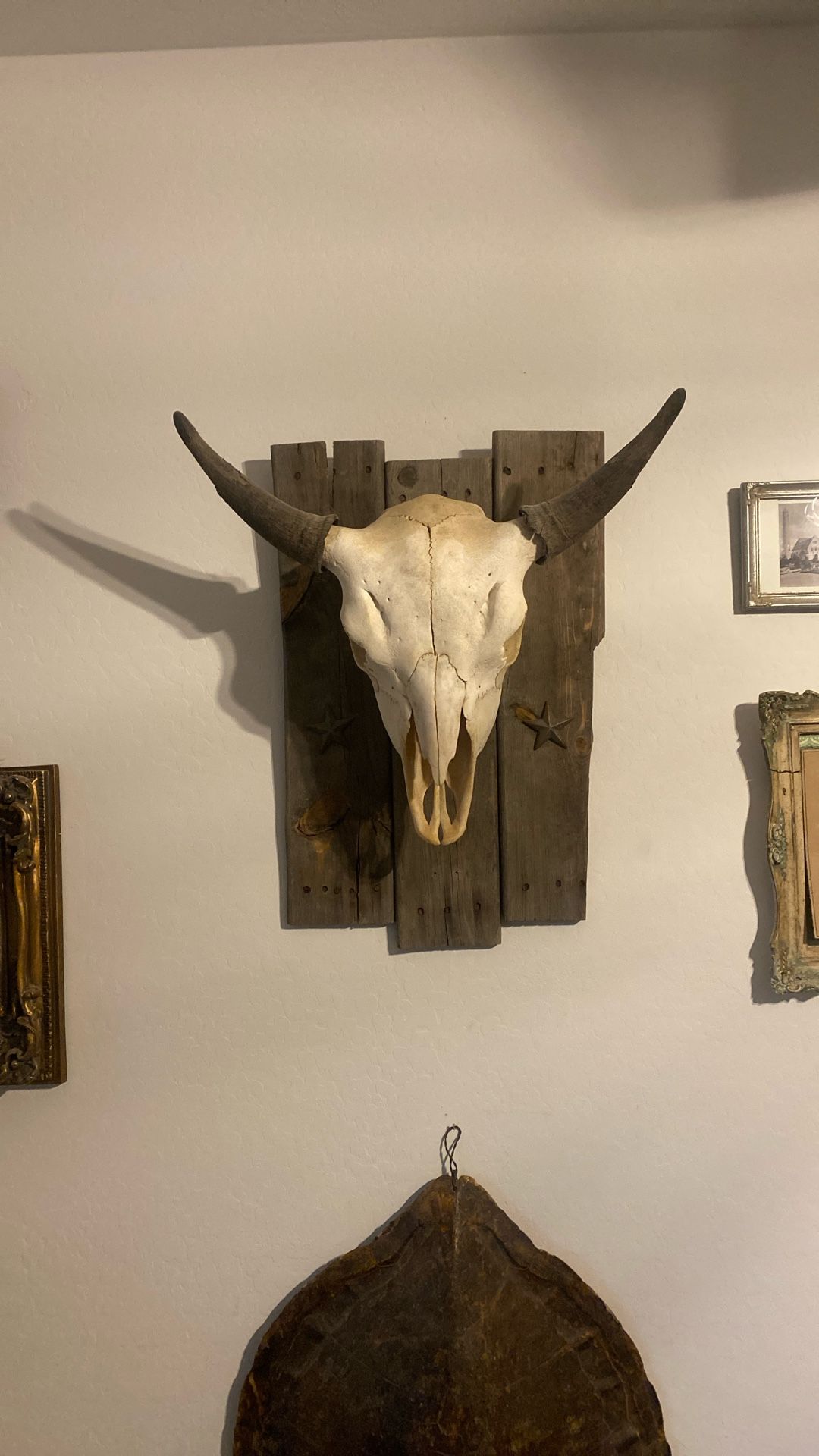 Buffalo Skull