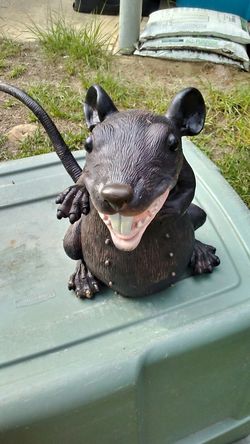 Pet Rat.