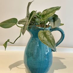 Live Scindapsus Pictus (Also Called Silver SatinPothos In Distressed /Crackled Blue Glass Vase