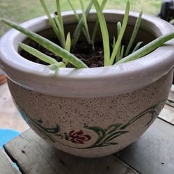 Aloe Vera & Ceramic Pots