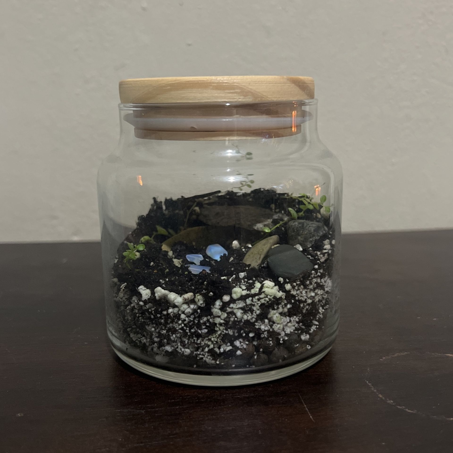Terrarium Plant