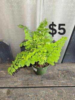 Maiden Hair Fern