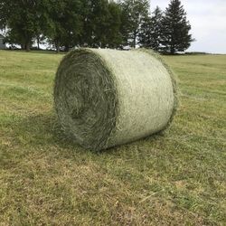 Horse Quality Grass Hay Round Bales