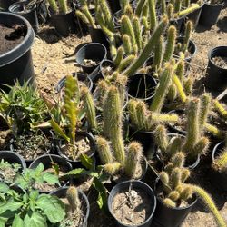 Cactus