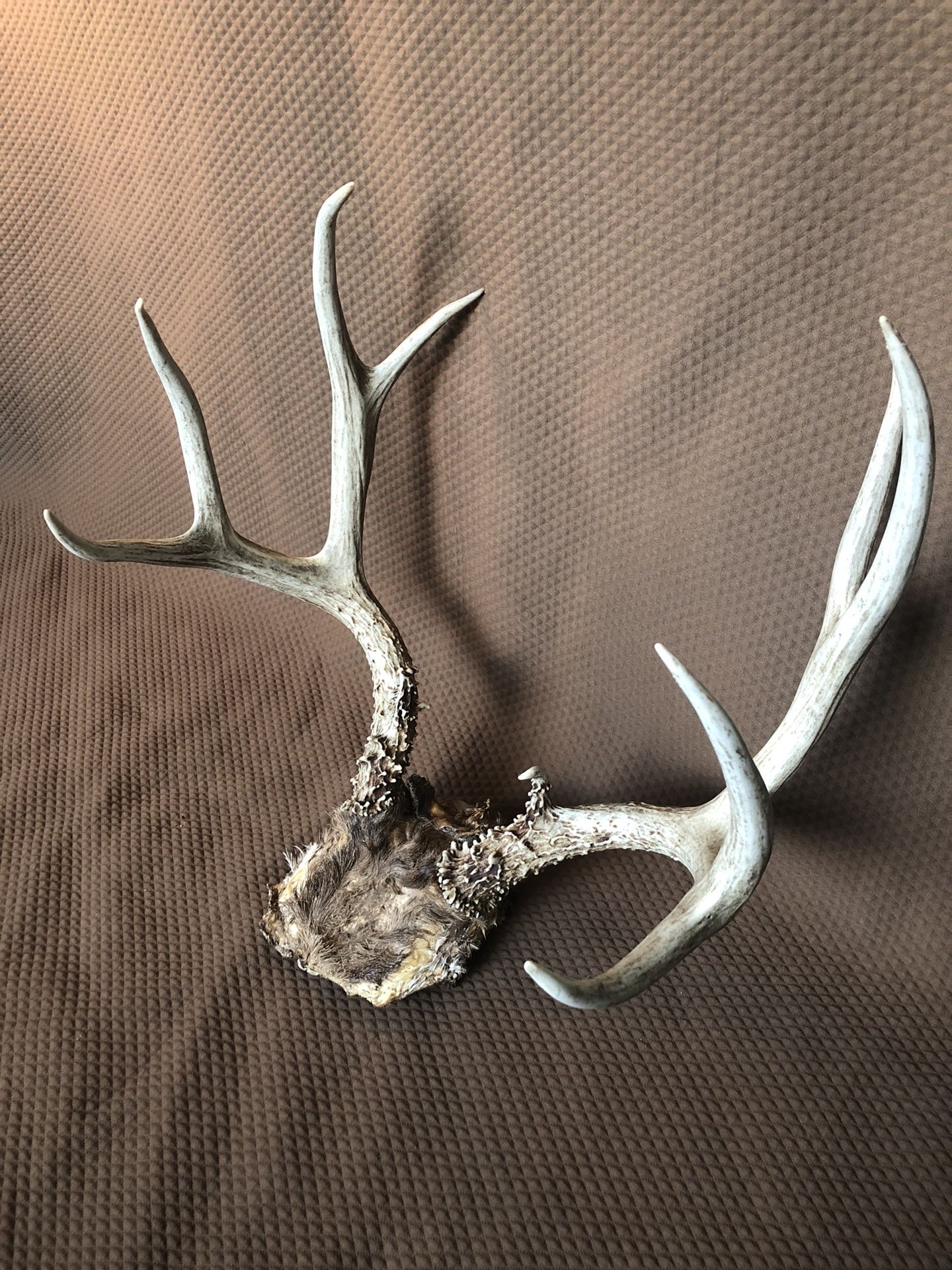 4x4 partial deer skull with hide