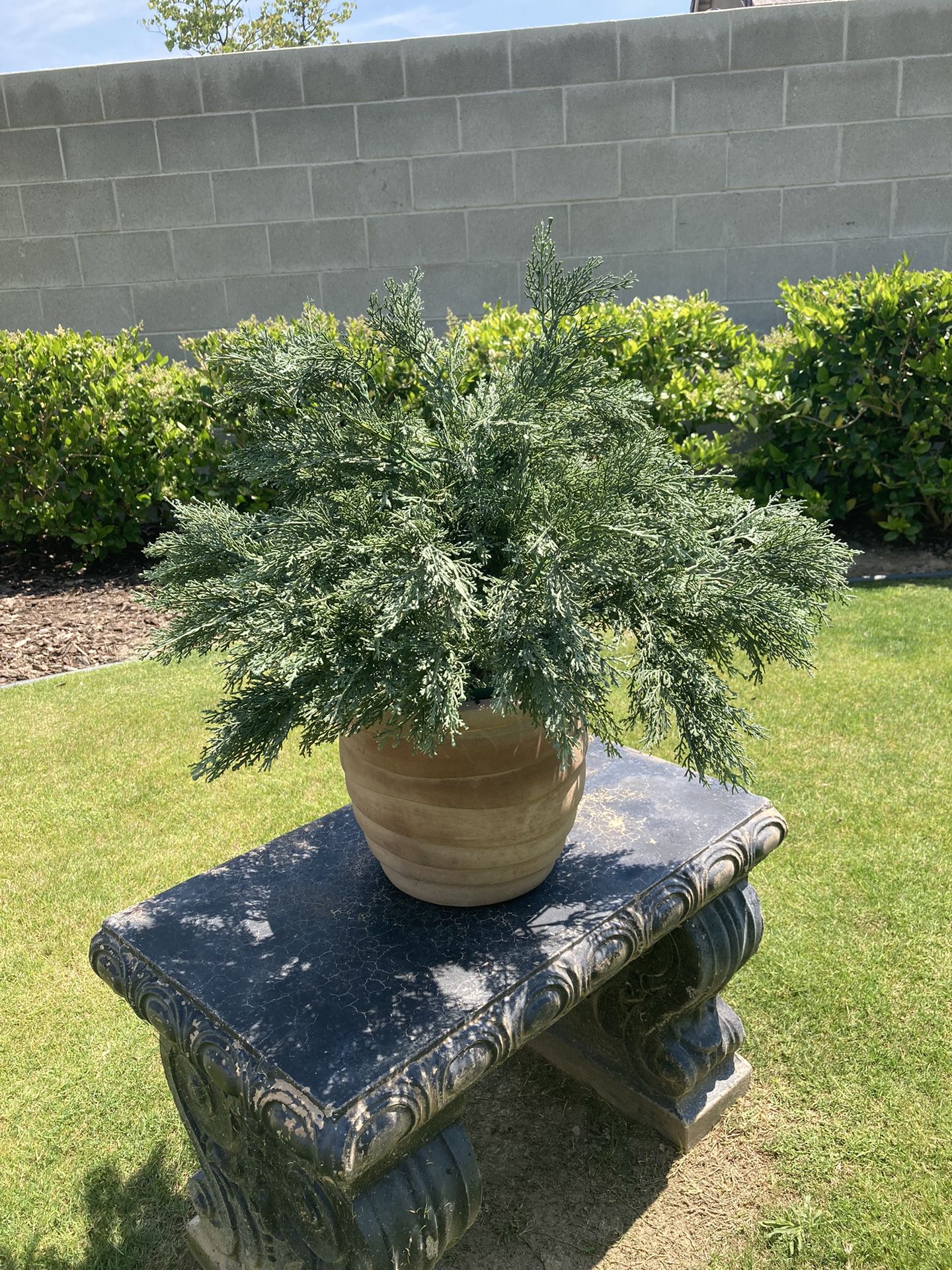 Faux  8” Cypress Plant