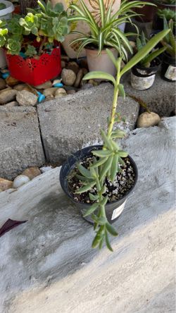 string of fish hook