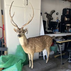 Taxidermy Axis Deer (Rare) Full Mount