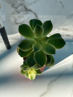 Succulent